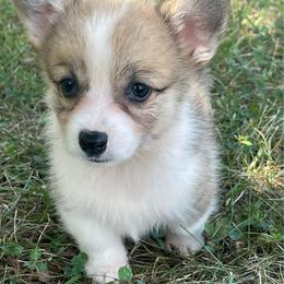 Dixie - Red female Pembroke Welsh Corgi puppy in Mount Carmel, Tennessee from Hidden View Farm