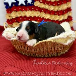 Freddie Mercury - Tri-color male Bernedoodle puppy in Austin, Texas from Boutique Bernedoodles & Co.