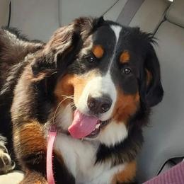 Elvira - Bernese Mountain Dog