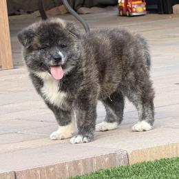 Japanese Akitainu puppies from The Akita INU Club, California