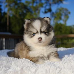 Hayden - Gray and white male Pomsky puppy in Loxahatchee, Florida from Cardinal Point Pomskies