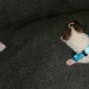 Sporty Mix Puppies from Eternal Symmetry