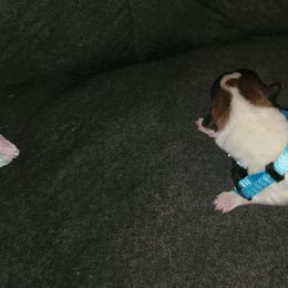 Sporty Mix Puppies from Eternal Symmetry