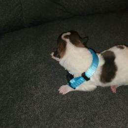 Sporty Mix Puppies from Eternal Symmetry