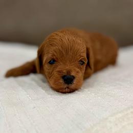 Sugar girl - Red  female Goldendoodle puppy in Rio Linda, California from Plush Doodles