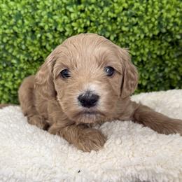 Clover - Apricot female Goldendoodle puppy in Clinton, Utah from Golden Law Kennels