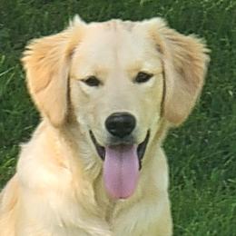 Golden Retrievers from Bear Ridge Kennels