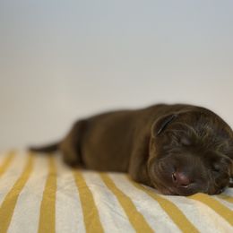 Labrador Retriever Puppies from RPAs Priceless Labradors