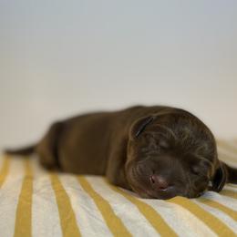 Labrador Retriever Puppies from RPAs Priceless Labradors