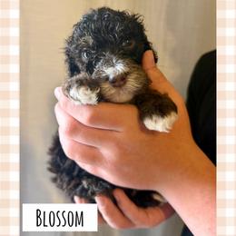 Blossom - Phantom female Poodle puppy in Surprise, Arizona from Oh Doodles Doodlery