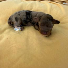 Hershey - Dapple male Dachshund puppy in Cave City, Kentucky from Mammoth Cave Dachshunds