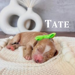 Bernedoodle and Goldendoodle Puppies from Hello Doodle Ranch