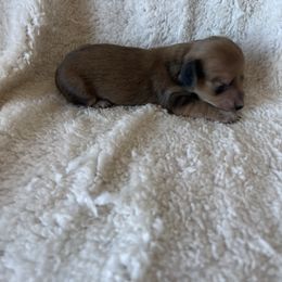 Honey - Cream Dachshund puppy in Perris, California from Doxie_pupps