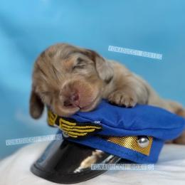 Boeing - Dapple male Dachshund puppy in Chandler, Arizona from Vonaducci Doxies, LLC.