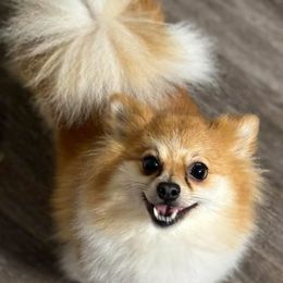 Abb - Pomeranian