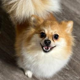 Abb - Pomeranian