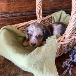 Dachshund Puppies from Brooke Brumley