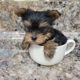 Uno - Black and tan male Yorkshire Terrier puppy in San Antonio, Texas from R&R Yorkies of San Antonio