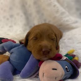 Goldendoodle Puppies from Joe and Dogs