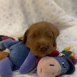 Goldendoodle Puppies from Joe and Dogs