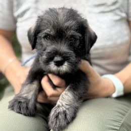 Raisin - Light Blue collar - NATURAL Girl - Pepper and salt female Standard Schnauzer puppy in Mamaroneck, New York from Harbor Hill Standard Schnauzers