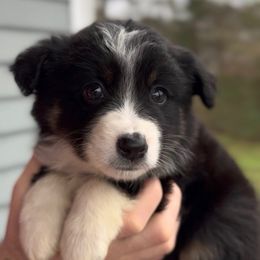 Luna - Girl 3 - Black & white female Miniature Australian Shepherd puppy in Murfreesboro, Tennessee from Norby's Mini Aussies