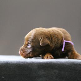 Ros  - 5350 - Red and rust female Doberman Pinscher puppy in Rockwall, Texas from Elitehaus