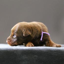 Ros  - 5350 - Red and rust female Doberman Pinscher puppy in Rockwall, Texas from Elitehaus