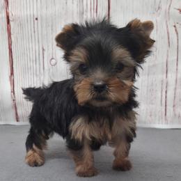 Brookie TEACUP - Blue and gold female Yorkshire Terrier puppy in Monticello, Iowa from Ashley’s Puppies