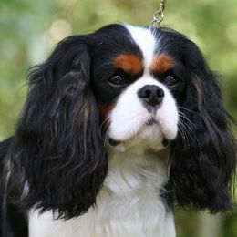 Rebel - Cavalier King Charles Spaniel