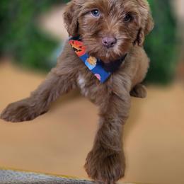 Cedric - Apricot male Goldendoodle puppy in Decatur, Tennessee from Diamond's Doodles