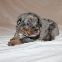 Winchester - Blue male Australian Cattle Dog puppy in Willamina, Oregon from Cherished Chihuahuas