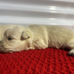 Trip - Wheaten male Scottish Terrier puppy in Chattanooga, Tennessee from Oodles of Cuties!