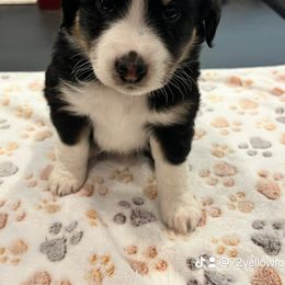 Miniature Australian Shepherd Puppies from Z’s Mini Aussies
