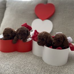 Poodle Puppies from Pups and Paws Toy Poodles