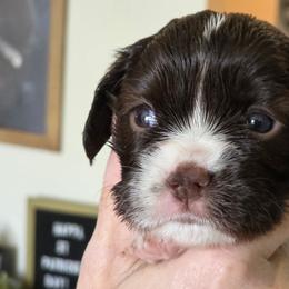 Choc and white girl - Chocolate female Cavalier King Charles Spaniel puppy in Melbourne, Florida from Majestic Cavaliers of Melbourne FL
