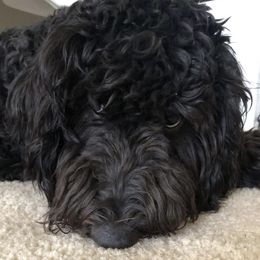 Bernedoodles and Goldendoodles from The Smith Doodle Crew