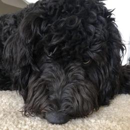 Bernedoodles and Goldendoodles from The Smith Doodle Crew