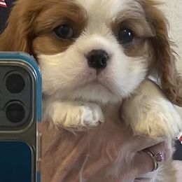 Ginger Rogers - Blenheim female Cavalier King Charles Spaniel puppy in Lynchburg, Virginia from Kilmaren Cavaliers and Born in the USA Biewer Terriers