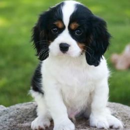 Cavalier King Charles Spaniel Puppies from Happily Ever After Cavaliers