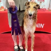 Borzoi Puppies from Luxor Borzoi