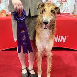 Borzoi Puppies from Luxor Borzoi