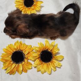 Girl pink collar - Dapple female Dachshund puppy in Cameron, Texas from Kelli's Dachshunds