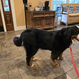 Xantiana Carallsa - Bernese Mountain Dog