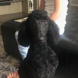 Raven - Poodle