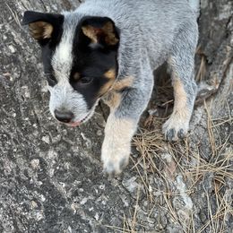 Australian Cattle Dog Puppies from Tin Roof Australian Cattle Dogs