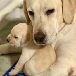 Dandy - Labrador Retriever