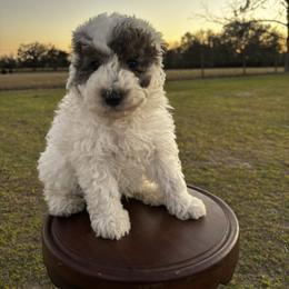 Screech - Blue merle male Aussiedoodle puppy in Lake City, Florida from North Florida Poodles and Doodles
