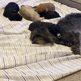 Schnoodle Puppies from Noodle Tings Puppies