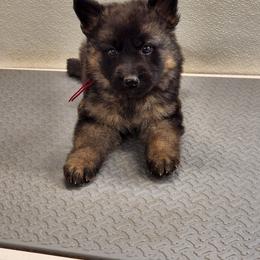 Yousef - Black and red male German Shepherd puppy in Whitewater, California from Vom Haus Metzler Shepherds